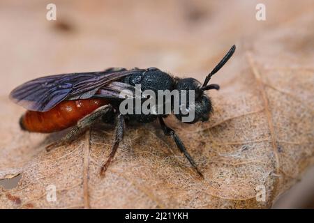 Nahaufnahme der rubberroten, einsamen parasitären Blutbiene Sphecodes albilabris, die auf einem getrockneten Blatt auf dem Feld sitzt Stockfoto