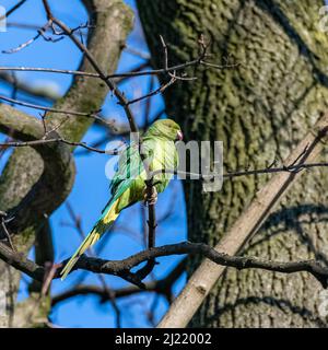 Zwei Alexandriner-Sittiche, wunderschöne Vögel in einem Park in Paris im Winter Stockfoto