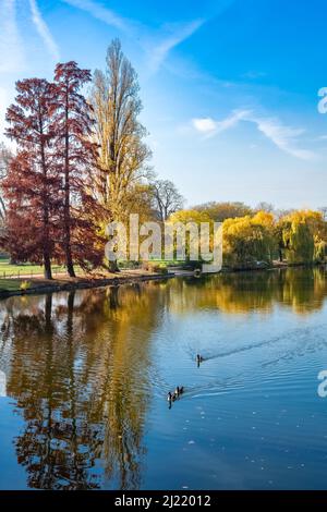 Kanadagänse, Vögel schwimmen auf dem See Vincennes, mit Spiegelung der Bäume im Herbst Stockfoto