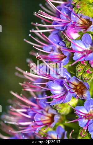 Blauer Tajinaste von Gran Canaria (Echium callithyrsum), Makrodetail der Blume, selektiver Fokus. Stockfoto