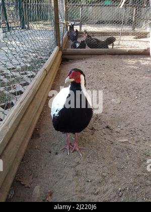 Schwarz-weißer flugunser Vogel Stockfoto