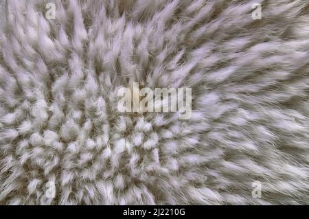 Ein Hintergrund Textur weißen Fasern Kunstpelz weißen Flusen weich Stockfoto