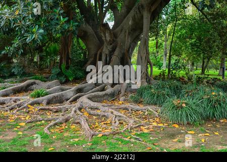 Tropischer Ficus mit Wurzeln im botanischen Garten Stockfoto