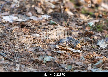Ein gewöhnlicher Frosch auf einem Pfad, getarnt von verwelkten Blättern. Natur, Tierfotografie aufgenommen in Schweden im März, Frühling. Natürlicher Hintergrund. Stockfoto