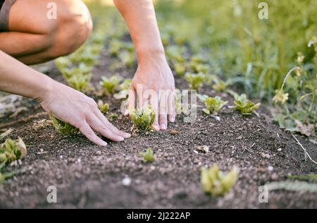 Die Wetterbedingungen sind perfekt für diese Pflanzen. Aufnahme eines Mannes, der den Boden berührt, während er in seinem Garten Getreide pflanzt. Stockfoto