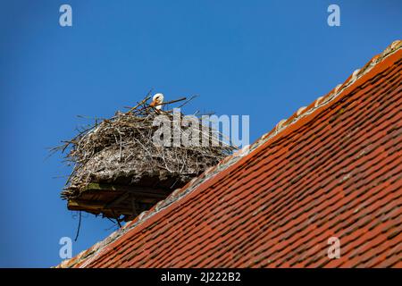 Ein Storchennest mit einem Storch als Aerie im Frühjahr auf einem Dach mit roten Fliesen Stockfoto