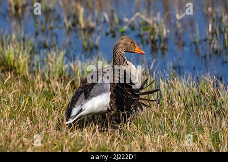 Eine Stockente mit gebrochenem Flügel sucht Schutz in der Sonne am Ufer eines Sees in Deutschland Stockfoto