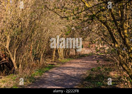 Ein ländlicher Weg durch Sträucher und Bäume bei Frühlingssonnenstrahlen in Deutschland Stockfoto