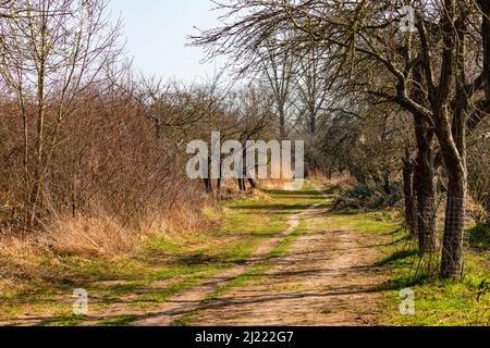 Ein einziger Weg zwischen Bäumen und Sträuchern in einer ländlichen Gegend bei trübem Sonnenschein Stockfoto