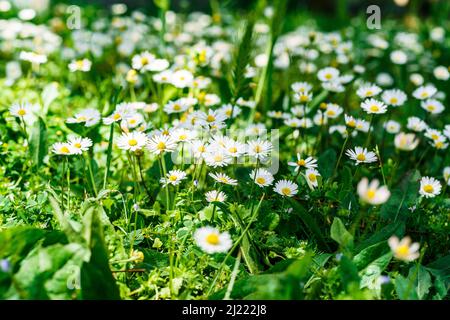 Gänseblümchen im Sonnenfeld mit Gänseblümchen und grünem Gras Stockfoto