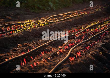 Reihen kleiner Sämlinge, die in Furchen im Boden wachsen, Wasserschläuche werden am Boden verlegt. Stockfoto