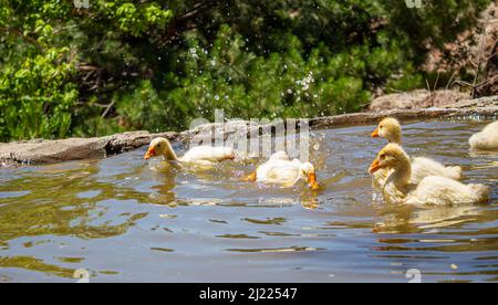 Nahaufnahme von gelben Gänsen. Gruppe von Gänsen, die in einem Teich schwimmen. Stockfoto