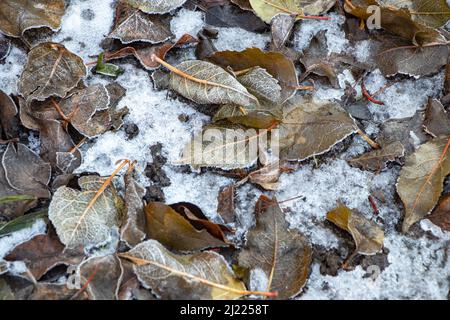 Farbenfrohe Herbstblätter mit Abstäubung von Frost Stockfoto