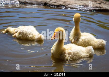 Nahaufnahme von gelben Gänsen. Gruppe von Gänsen, die in einem Teich schwimmen. Stockfoto