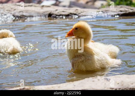 Nahaufnahme von gelben Gänsen. Gruppe von Gänsen, die in einem Teich schwimmen. Stockfoto