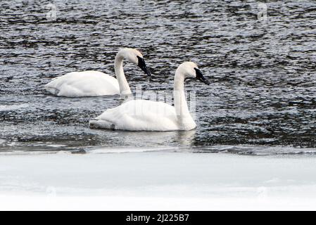 Zwei Trompeter-Schwäne, Cygnus buccinator, schweben auf dem Yellowstone-Fluss auf dem Wasser. Stockfoto