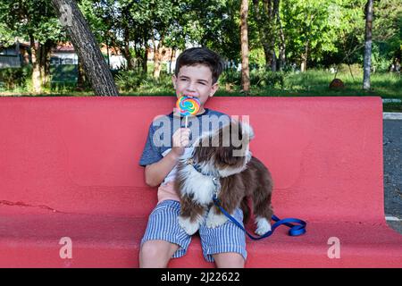 8-jähriger Junge beißt einen Lutscher und sitzt neben seinem Haustier shih tzu. Stockfoto