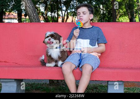 8-jähriger Junge sitzt auf einer roten Bank mit einem Lutscher in der Hand, neben seinem Haustier shih tzu. Stockfoto