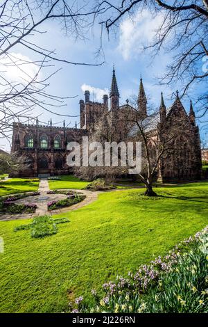 Frühlings-Narzissen im Garten der Chester Cathedral. Stockfoto