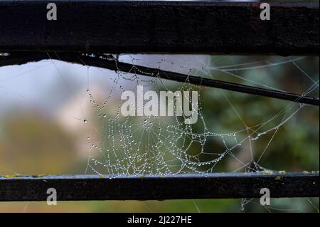 Wunderschöne Wassertropfen kleben auf ein Spinnennetz, genau wie ein durchsichtiger Perlenvorhang. Stockfoto