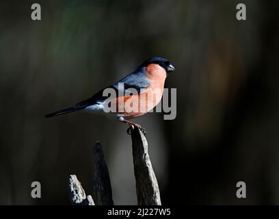 Männlicher Gimpel thronte auf einem alten Ast Stockfoto