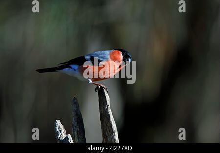 Männlicher Gimpel thronte auf einem alten Ast Stockfoto
