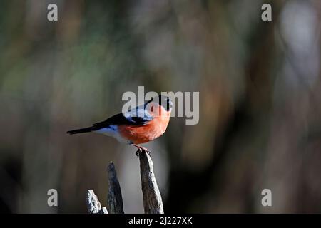 Männlicher Gimpel thronte auf einem alten Ast Stockfoto
