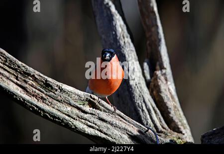 Männlicher Gimpel thronte auf einem alten Ast Stockfoto