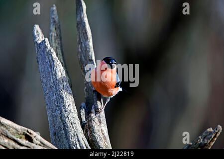 Männlicher Gimpel thronte auf einem alten Ast Stockfoto