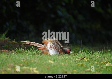 Gemeiner Fasan (Phasianus colchicus), Männchen mit Staubbad, Herefordshire, England, Oktober Stockfoto