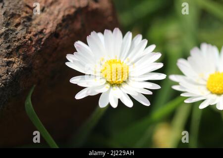 Ein Foto einer Blume in Manchester, Salford. Dieses Foto wurde mit einem Makroobjektiv aufgenommen. Stockfoto