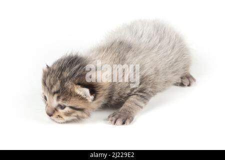 Graues Kätzchen auf weißem Hintergrund. Stockfoto