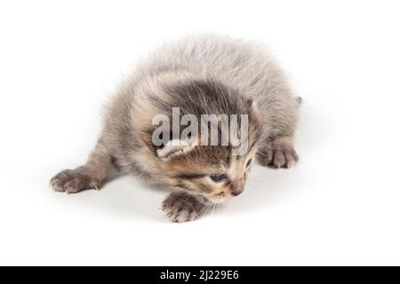 Graues Kätzchen auf weißem Hintergrund. Stockfoto