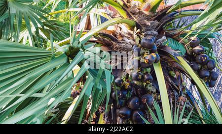 Viele Früchte hängen an der asiatischen palmyra-Palme oder Borassus flabellifer, allgemein bekannt als doub, palmyra, Tala oder Talpalme, Toddy, Weinpalme oder Eisapfel. Pa Stockfoto