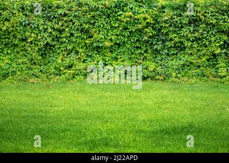 Panorama hinterlässt einen Hintergrund mit Wandtextur. Natürliche grüne Efeu Blätter wachsen an der Wand oder Zaun als vertikalen Garten kann für Hintergrund oder Wallpa verwendet werden Stockfoto