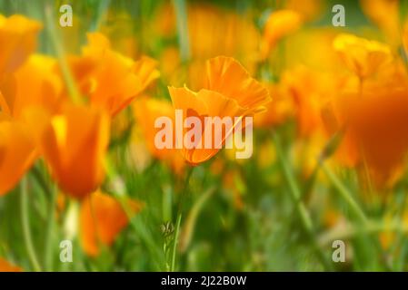 Kalifornische Mohnblumen blühen im Frühling Stockfoto