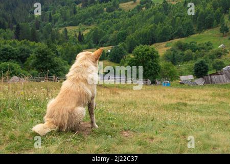 Ein weißer Hund. Blick in die Ferne. Seitenansicht. Profil. Stockfoto