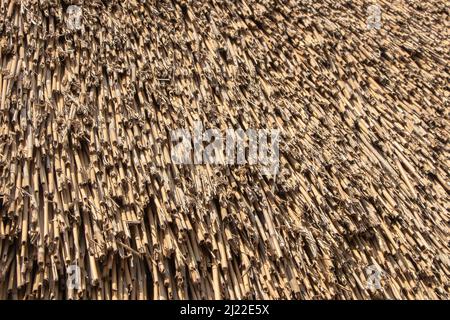 Nahaufnahme des Schilfstrohfades. Stockfoto