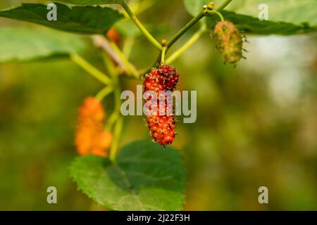 Morus alba oder White Mulberry ist ein kleiner Laubbaum mit einem kurzen Stamm. Morus alba, Maulbeere und russische Maulbeere ist eine schnell wachsende Fruchtpflanze. Stockfoto