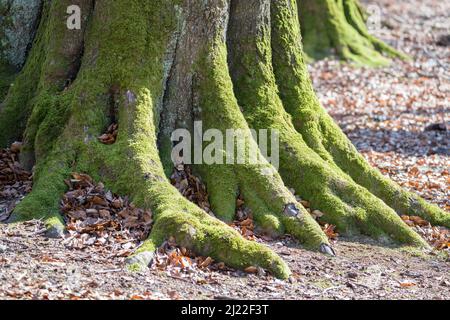 Details, Urwald Urwald Sababurg, Hofgeismar, Weserbergland, Nordrhein-Westfalen, Hessen, Deutschland Stockfoto