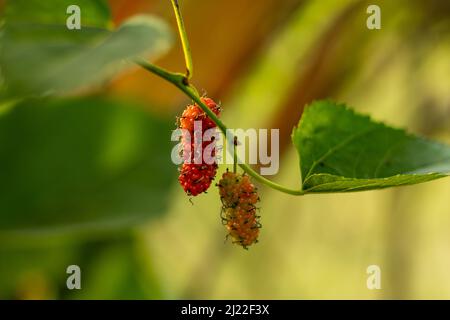 Mori folium is Mulberry wird als Tiernahrung, Gift und Medizin verwendet. Silkworm, Russisch, Weißer Maulbeere oder Morus alba, wird als pflanzliches Me verwendet Stockfoto