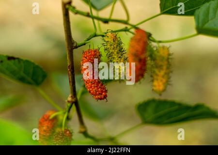 Russische Maulbeere, Morus Alba oder Weiße Maulbeere, Seidenraupe Mulberry. Es ist eine schnell wachsende Obstpflanze. Auch als Mori folium bekannt, wenn es als Kräuter verwendet wird Stockfoto