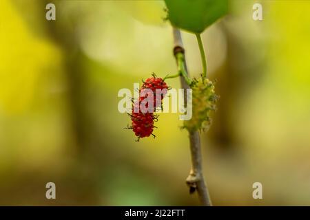 Weiße Maulbeere ist ein Mitglied der Familie der Maulbeergewächse Moraceae, die kleine Laub-, rund-gekrönt Baum. Weißfarbene Frucht ähnlich einer Brombeere Stockfoto