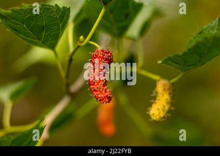 Weiße Maulbeere oder Morus alba ist ein Strauch oder Baum aus China. Es hat eine weißfarbene Frucht, ähnlich einer Brombeere, aber mit einem unangenehmen Geschmack. S Stockfoto