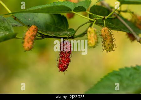 White Mulberry oder Morus Alba, Silkworm Mulberry. Russische Maulbeere. Auch als Mori folium bekannt, wenn es als Kräutermedizin verwendet wird Es ist ein schnell wachsendes Stockfoto