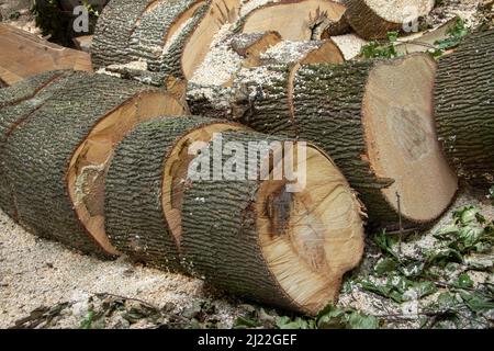 Das gesägte Holz liegt auf einem Haufen. Nahaufnahme des Holzstapels. Ein Stapel trockener Baumstämme, sichtbare Textur und Risse im Baum. Außenaufnahme eines großen Schusswaffenstapels Stockfoto