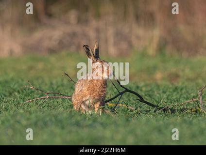 Ein ziemlich feuchter brauner Haie, der seine Zunge herausstreckt und seine Lippen leckt, während er am Rande des Bauernfeldes sitzt.Suffolk, Großbritannien Stockfoto