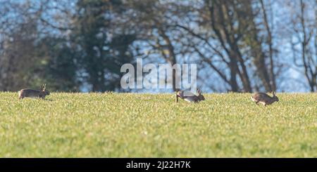 Fünf verrückte Marschhasen jagen ein Weibchen über die Ackerfelder von Suffolk. VEREINIGTES KÖNIGREICH Stockfoto