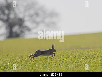 Brauner Hage sprintet über den Weizen des Bauern. Es zeigt es in voller Dehnung, sprang mit langen kraftvollen Hinterbeinen. Suffolk, Großbritannien. Stockfoto