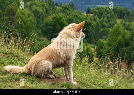 Ein weißer Hund. Blick in die Ferne. Seitenansicht. Profil. Stockfoto